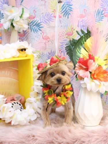 20250808メイちゃん