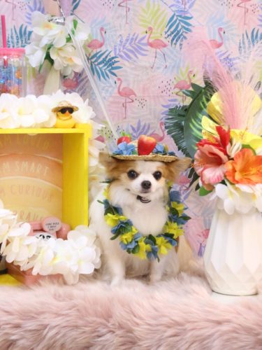 20250808りくくん