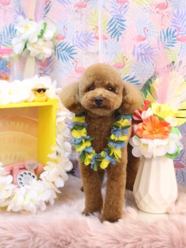 20250808モコくん