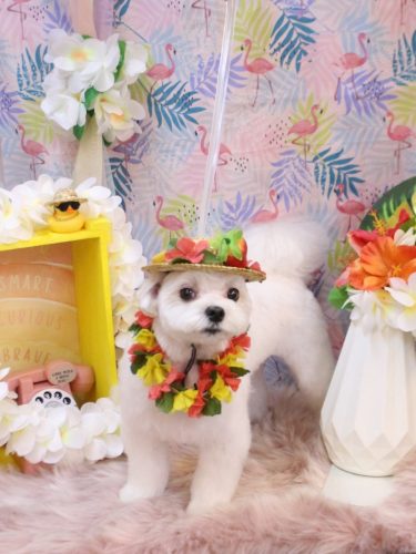 20250809まるちゃん