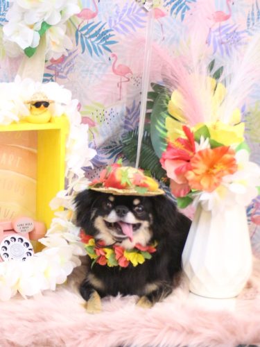 20250809ルナちゃん