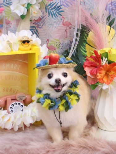 20250809小豆くん