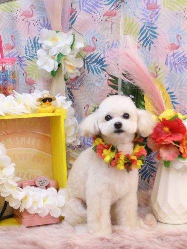 20250809ポコちゃん