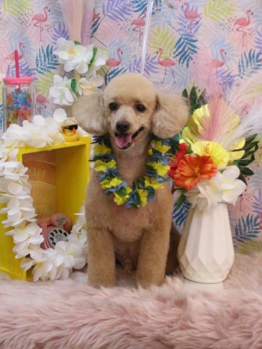 20250810チロくん