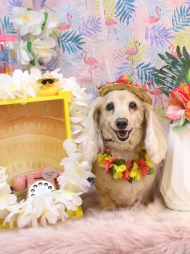 20250810グラちゃん