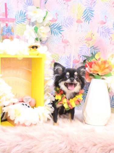 20250810るんちゃん