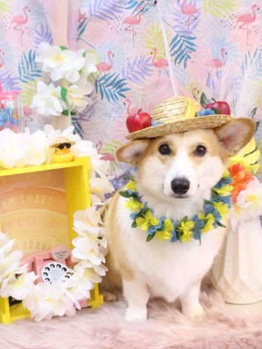 20250810ベルくん