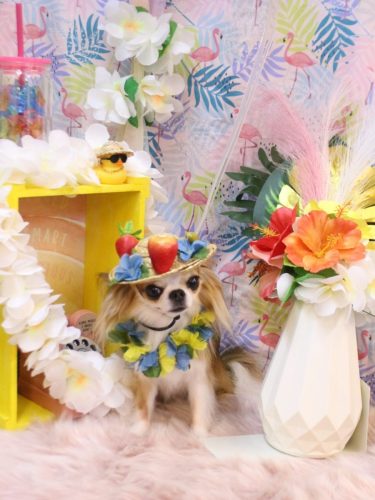 20250810プリュ―くん