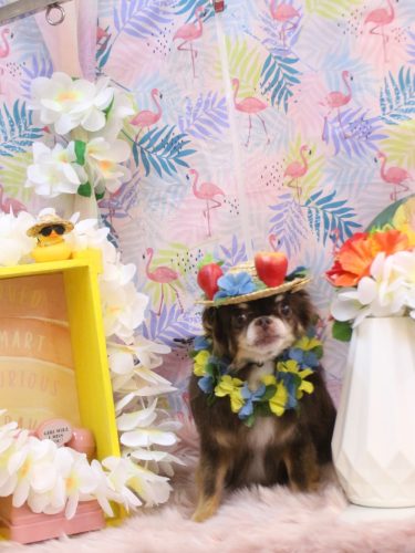 20250810チロルくん