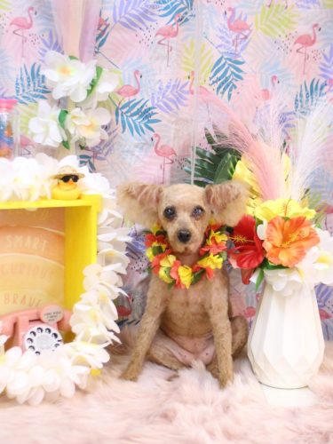 20250810ももちゃん