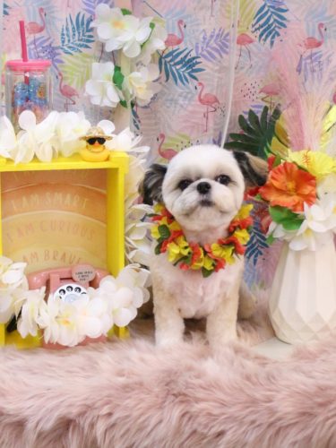 20250811こむぎちゃん