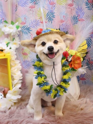 20250811ぽんずくん