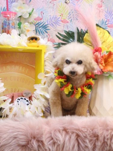 20250811HONEYちゃん