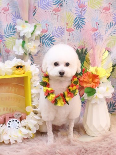 20250811MAPLEちゃん