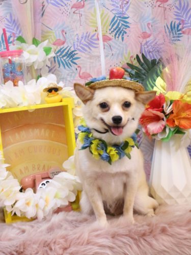 20250811ももくん