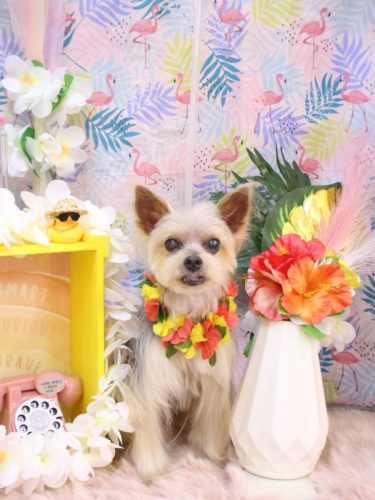 20250811ココちゃん