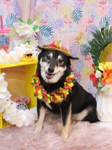 20250812小町ちゃん