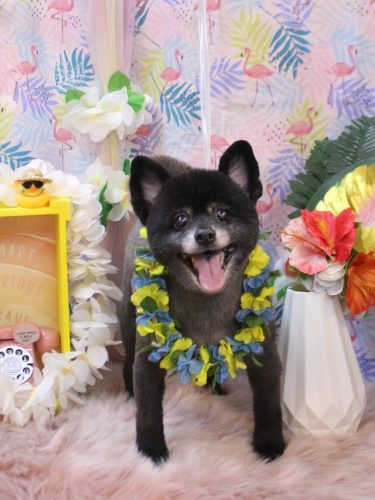 20250812チョビくん