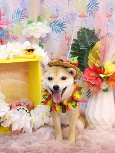 20250812春ちゃん