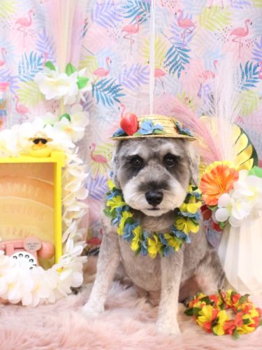 20250812ディアくん