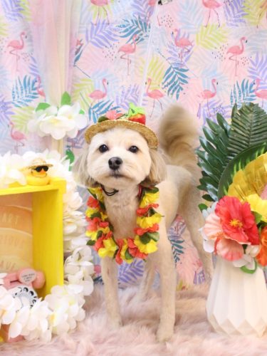 20250812ぽてとちゃん