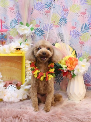 20250812マロンくん