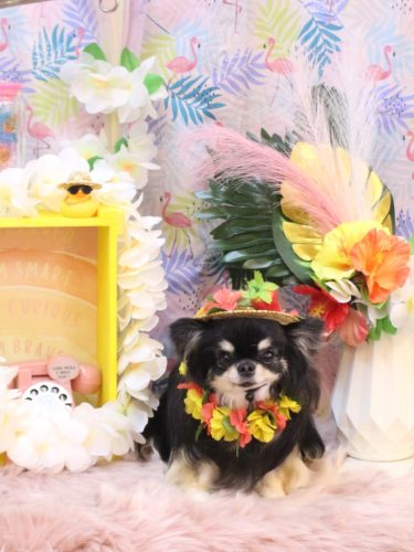 20250812プリンちゃん