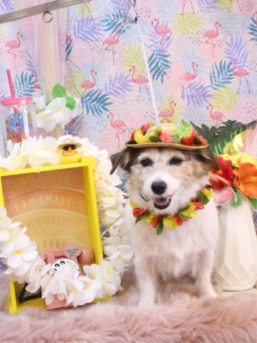 20250813こはるちゃん