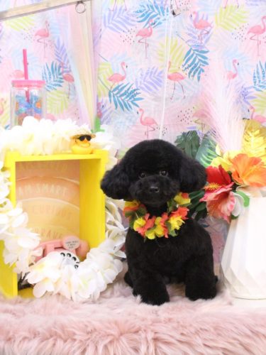 20250814レアちゃん