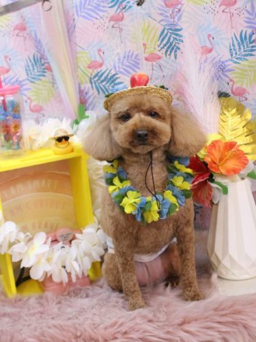 20250814ぷぅくん