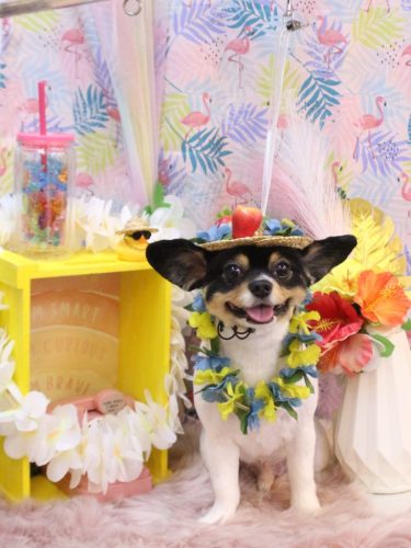 20250814キンパくん