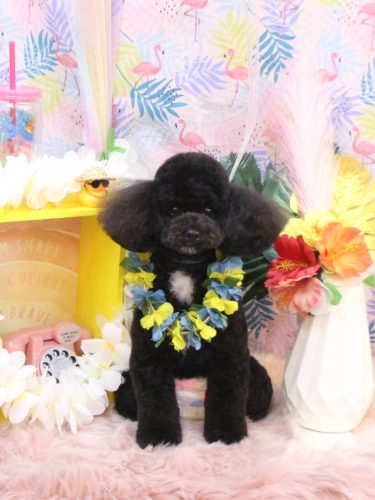 20250814コアくん