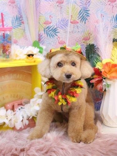 20250814モンチちゃん