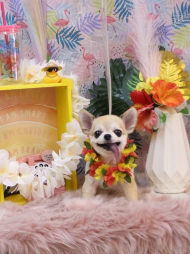 20250814momoちゃん