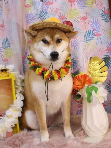 20250815マロンちゃん