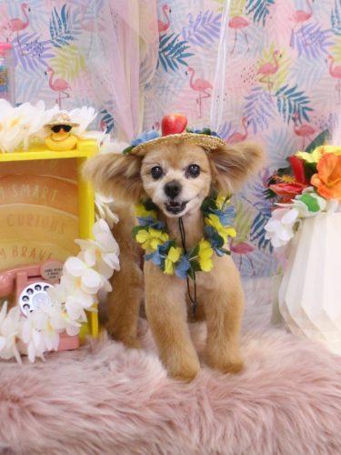 20250815クッキーくん