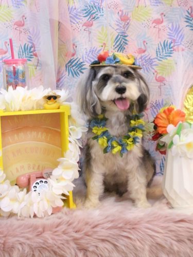 20250815パピコくん