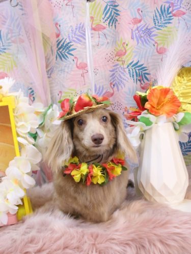 20250815ぺこちゃん