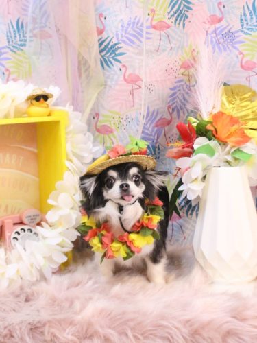 20250815てんちゃん