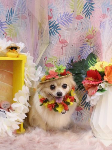 20250815ふうちゃん