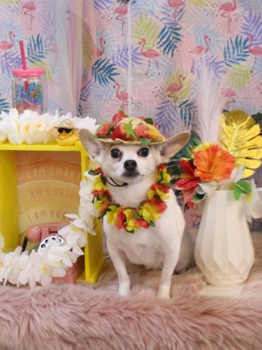 20250815うにちゃん