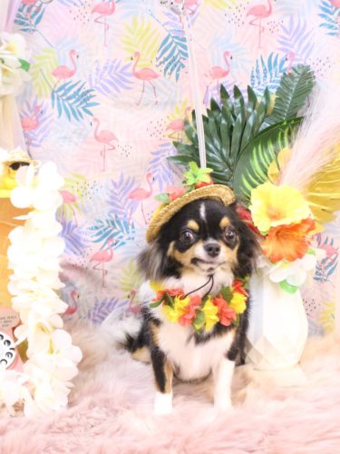 20250816天ちゃん