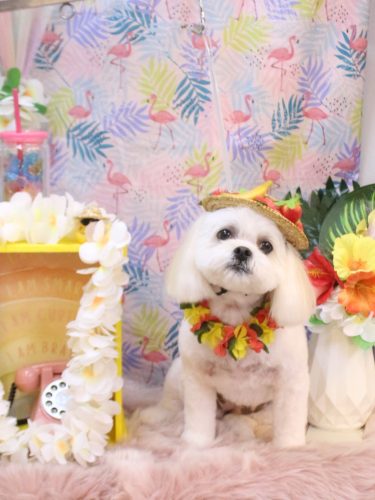 20250816茶子ちゃん