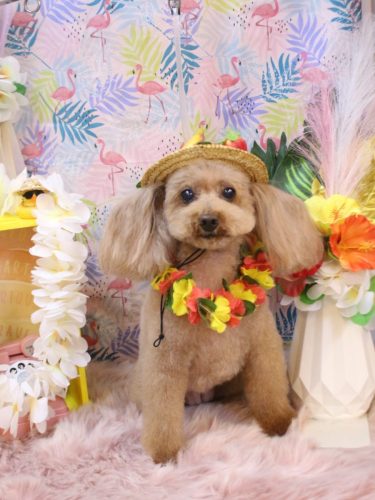 20250816メルちゃん