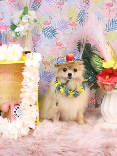 20250816アッシュくん