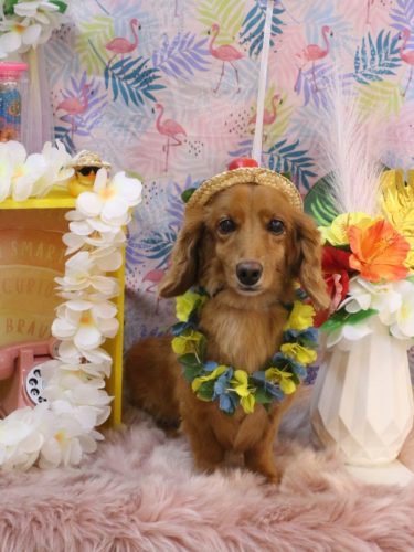 20250817しろくん