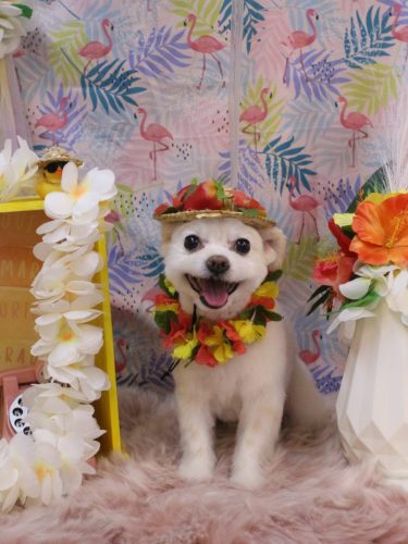 20250817こはるちゃん