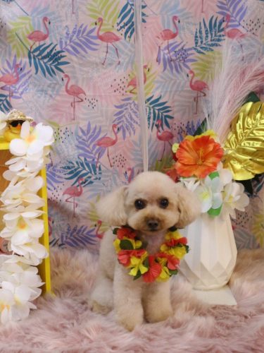 20250817こむぎちゃん