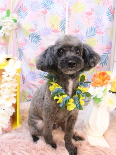 20250817ペコくん