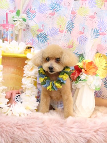 20250817のえるくん 